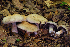 (Cortinarius malodorus - MQ18-HRL1489-QFB29870)  @11 [ ] Copyright (2013) Renée Lebeuf Unspecified