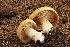  (Cortinarius fulminoides - MQ18-HRL1640-QFB29957)  @11 [ ] Copyright (2013) Renée Lebeuf Unspecified