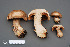  (Cortinarius firmus - MQ18-HRL1709-QFB29958)  @11 [ ] Copyright (2014) Renée Lebeuf Unspecified