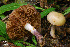  (Cortinarius porphyropus - MQ18-HRL1804-QFB29962)  @11 [ ] Copyright (2014) Renée Lebeuf Unspecified