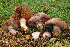  (Cortinarius balteatocumatilis var. laetus - MQ18-HRL1809-QFB29963)  @11 [ ] Copyright (2014) Renée Lebeuf Unspecified