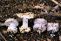  (Cortinarius violaceoflavescens - MQ19-HRL1826-QFB30984)  @11 [ ] Copyright (2014) Renée Lebeuf Unspecified