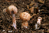  (Cortinarius aff. magispilomeus - MQ22-QFB33083-HRL1827)  @11 [ ] Copyright (c) (2014) Renee Lebeuf Unspecified