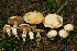  (Cortinarius alboamarescens - MQ18081)  @11 [ ] Copyright (2014) Renée Lebeuf Unspecified