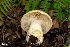  (Cortinarius sp. IUMQ3732 Elastici - MQ18-HRL2431-QFB29889)  @11 [ ] Copyright (2017) Renée Lebeuf Unspecified