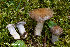  (Cortinarius infractiflavus - MQ21-HRL2483-QFB32938)  @11 [ ] Copyright (c) (2017) Renee Lebeuf Mycoquebec