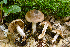  (Cortinarius sp. IUMQ3762 Telamonia - MQ19-HRL2707-QFB31002)  @11 [ ] Copyright (2018) Renée Lebeuf Unspecified