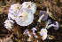  (Cortinarius sp. IUMQ3814 Anomali - MQ19-HRL2777-QFB31043)  @11 [ ] Copyright (2018) Renée Lebeuf Unspecified