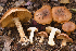  (Cortinarius olivaceolamellatus - MQ19-HRL2819-QFB31058)  @11 [ ] Copyright (2018) Renée Lebeuf Unspecified