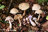  (Cortinarius sp. IUMQ3987 Anomali - MQ22-QFB33093-HRL3520)  @11 [ ] Copyright (c) (2021) Renee Lebeuf Unspecified