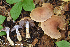  (Cortinarius modestus - MQ22-QFB33095-HRL3522)  @11 [ ] Copyright (c) (2021) Renee Lebeuf Unspecified