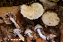  (Cortinarius sp. IUMQ3880 Anomali - MQ22-QFB33096-HRL3534)  @11 [ ] Copyright (c) (2021) Renee Lebeuf Unspecified