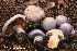  (Cortinarius traganus - MQ22-QFB33107-HRL3572)  @11 [ ] Copyright (c) (2021) Renee Lebeuf Unspecified