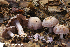  (Cortinarius pseudophlegma - MQ22-QFB33112-HRL3579)  @11 [ ] Copyright (c) (2021) Renee Lebeuf Unspecified