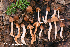  (Cortinarius sp. IUMQ2798 obtusus - MQ22-QFB33115-HRL3585)  @11 [ ] Copyright (c) (2021) Renee Lebeuf Unspecified