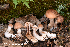  (Cortinarius aptecohaerens - MQ22-QFB33116-HRL3592)  @11 [ ] Copyright (c) (2021) Renee Lebeuf Unspecified