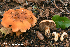  (Cortinarius pansa - MQ22-QFB33119-HRL3600)  @11 [ ] Copyright (c) (2021) Renee Lebeuf Unspecified