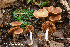  (Cortinarius sp. IUMQ3745 Obtusus - MQ22-QFB33121-HRL3606)  @11 [ ] Copyright (c) (2021) Renee Lebeuf Unspecified