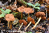  (Cortinarius cinnamomeus - MQ22-QFB33125-HRL3613)  @11 [ ] Copyright (c) (2021) Renee Lebeuf Unspecified