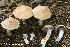  (Cortinarius saturninus - MQ23-HRL4026)  @11 [ ] Copyright © (2022) Renee Lebeuf Unspecified