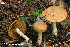  (Cortinarius aff. subtortus IUMQ3557 - MQ23-HRL4039)  @11 [ ] Copyright © (2022) Renee Lebeuf Unspecified