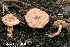  (Cortinarius magispilomeus - MQ24-HRL4311)  @11 [ ] by-nc (2023) Renee Lebeuf Unspecified
