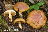  (Cortinarius aff. glutinosus IUMQ3557 - MQ24-HRL4354)  @11 [ ] by-nc (2023) Renee Lebeuf Unspecified