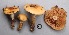  (Cortinarius trivialis s.l - MQ17049-QFB29557)  @11 [ ] Copyright (2017) Jacques Landry Mycoquebec