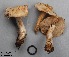  (Cortinarius leucophanes - MQ17076-QFB29584)  @11 [ ] Copyright (2017) Jacques Landry Mycoquebec