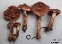  (Cortinarius grosmorneensis - MQ17101-QFB29609)  @11 [ ] Copyright (2017) Jacques Landry Mycoquebec
