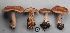  (Cortinarius imbutus - MQ17111-QFB29619)  @11 [ ] Copyright (2017) Jacques Landry Mycoquebec
