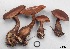  (Cortinarius albogaudis - MQ17110-QFB29618)  @11 [ ] Copyright (2017) Jacques Landry Mycoquebec