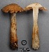  (Cortinarius aff. fulvo-ochrascens - MQ17177-QFB29685)  @11 [ ] Copyright (2017) Jacques Landry Mycoquebec