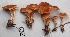  (Cortinarius neofallax - MQ17185-QFB29693)  @11 [ ] Copyright (2017) Jacques Landry Mycoquebec