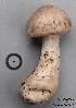  (Cortinarius diosmus - MQ17189-QFB29697)  @11 [ ] Copyright (2017) Jacques Landry Mycoquebec