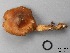  (Cortinarius gentilissimus - MQ17231-QFB29739)  @11 [ ] Copyright (2017) Jacques Landry Mycoquebec