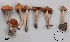 (Cortinarius impolitus - MQ17252-QFB29760)  @11 [ ] Copyright (2017) Jacques Landry Mycoquebec