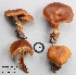  (Cortinarius sporagnitus - MQ18R251-QFB30767)  @11 [ ] Copyright (2018) Jacques Landry Mycoquebec