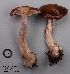  (Cortinarius herpeticus f. altaicus - MQ18R351-QFB30867)  @11 [ ] Copyright (2018) Jacques Landry Mycoquebec
