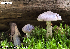  (Cortinarius clintonianus - MQ23-Mtt0430)  @11 [ ] CreativeCommons - Attribution Share-Alike (2023) Matthieu Sicard Mycoquebec