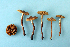  (Cortinarius catalanensis - MQ24-RPL30373-CMMF27246)  @11 [ ] by-nc (2006) Jacqueline Labrecque Unspecified