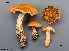  (Cortinarius variipes - MQ23-Mtt0433)  @11 [ ] CreativeCommons - Attribution Share-Alike (2023) Matthieu Sicard Mycoquebec