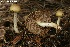  (Cortinarius illibatus - MQ19-PAT0170)  @11 [ ] Copyright (2018) Patrick Poitras Mycoquebec