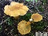  (Cantharellus camphoratus - MQ17332.1)  @11 [ ] Copyright (2018) Jacques Landry MycoquÃ©bec