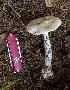  (Amanita sp - MQ22-QFB33144-GF0713)  @11 [ ] CreativeCommons - Attribution Share-Alike (2021) Guy Fortin Mycoquebec