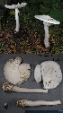  (Amanita amerivirosa - MQ21-HL101a-QFB32917)  @11 [ ] Copyright (c) (2020) Herman Lambert Mycoquebec