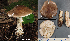  (Amanita lignophila - MQ22-QFB33054-HL142)  @11 [ ] Copyright (c) (2021) Herman Lambert Mycoquebec