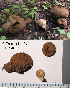  (Lycoperdon ericaeum - MQ21-HL1590-QFB32960)  @11 [ ] Copyright (c) (2019) Herman Lambert Mycoquebec