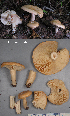  (Lactarius affinis - MQ23-HL1730)  @11 [ ] (by-nc) (2020) Unspecified Unspecified