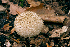  (Lycoperdon mauryanum - MQ22-HRL0588-QFB33181)  @11 [ ] Copyright (c)  Renee Lebeuf Unspecified